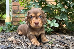 Chris - puppy for sale