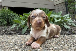 Daisey - puppy for sale