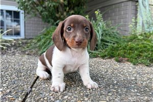 Jody - Mini Dachshund for sale