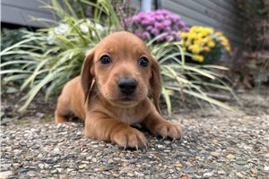 Andy - Mini Dachshund for sale