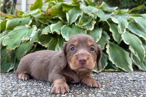 Debbie - puppy for sale