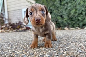 Sandy - Dachshund, Mini for sale