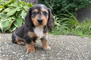 Colten - Dachshund, Mini for sale
