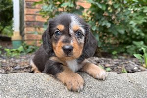 Colten - puppy for sale