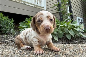 Beauty - Dachshund, Mini for sale