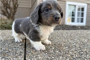 Carson - Dachshund, Mini for sale