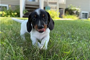 Conner - Dachshund, Mini for sale