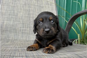 Collin - puppy for sale