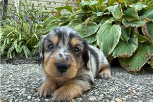 Sandy - puppy for sale