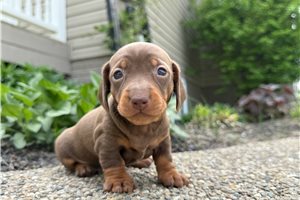 Connie - puppy for sale