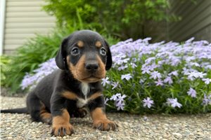 Reggie - Tweenie Dachshund for sale