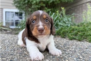 Kason - Mini Dachshund for sale