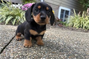 Liam - Mini Dachshund for sale