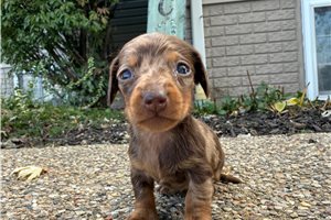 Maggie - puppy for sale
