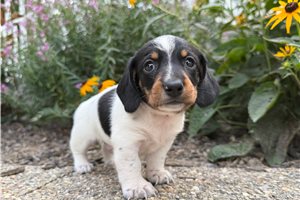 Conner - Dachshund, Mini for sale