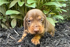 Emmett | Puppies For Sale at Pawrade