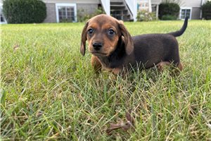 Calvin - Mini Dachshund for sale
