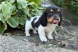 Harley - Dachshund, Mini for sale