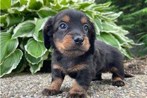 Jenny - puppy for sale