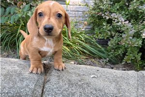 Cameron - Dachshund, Mini for sale