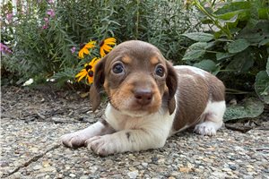 Samantha - puppy for sale