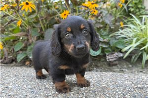 Collin - Dachshund, Mini for sale