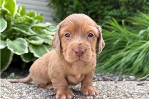 Buster - Dachshund, Mini for sale