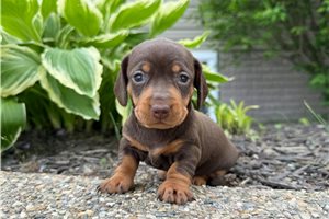 Misty - Dachshund, Mini for sale