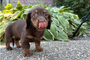 Judy - Dachshund, Mini for sale