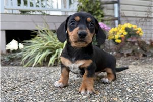 Craig - Mini Dachshund for sale