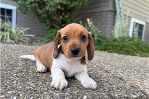 TeeJay - Mini Dachshund for sale