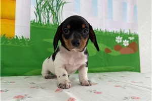 Maddy - Dachshund, Mini for sale