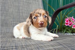 Cheyanne - Dachshund, Mini for sale