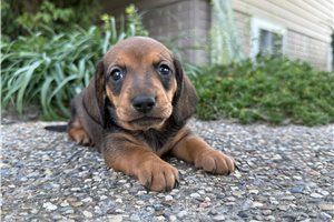 Calvin - Mini Dachshund for sale