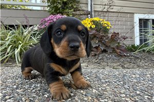 Liam - Mini Dachshund for sale