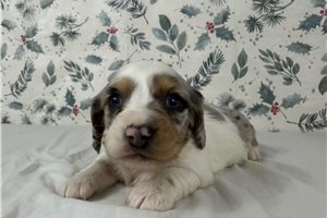 Abby - puppy for sale