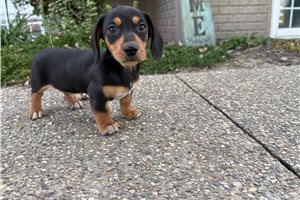Craig - Dachshund, Mini, placed in Evansville
