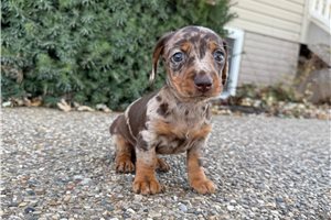 Kaylee - Dachshund, Mini for sale