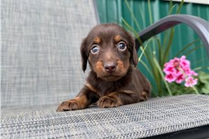 Judy - Dachshund, Mini for sale