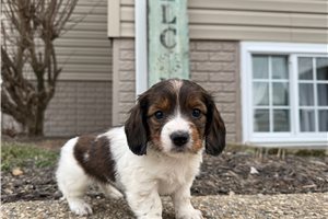 Lucy - Dachshund, Mini for sale
