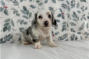Elon - puppy for sale