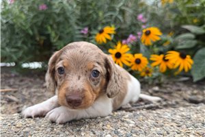 Jimmy - puppy for sale