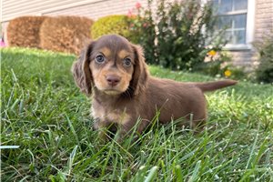 Chris - Dachshund, Mini for sale
