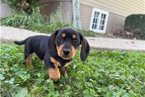 Liam - Dachshund, Mini, placed in Evansville