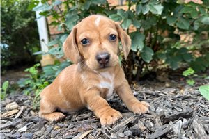 Cameron - Mini Dachshund for sale