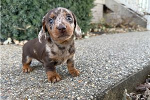 Dawn - Dachshund, Mini for sale
