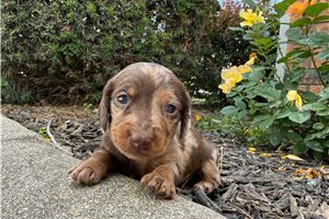 Rosa - puppy for sale