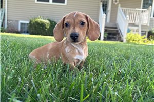 Cameron - Dachshund, Mini for sale