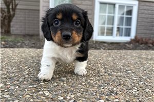 Ellie - Dachshund, Mini for sale