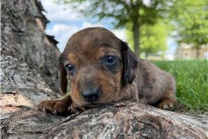 Melanie | Puppies For Sale at Pawrade